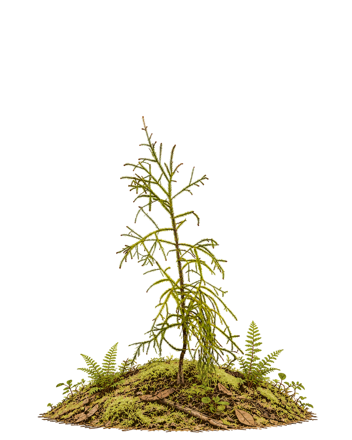 A rimu seedling